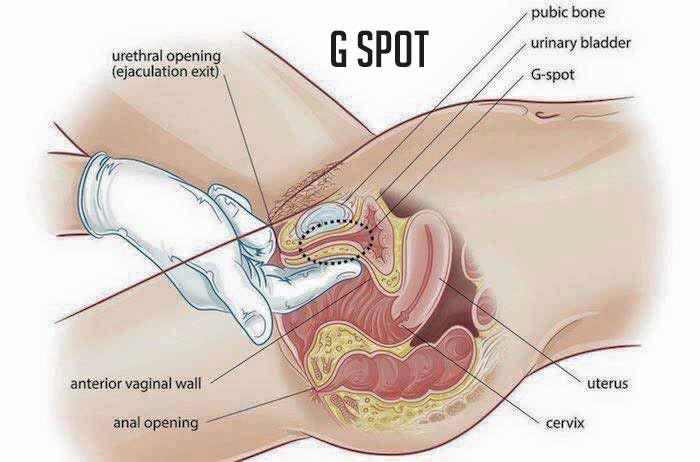 An anatomical drawing of a woman showing where the g-spot is located